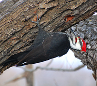 [Pileated Woodpecker]