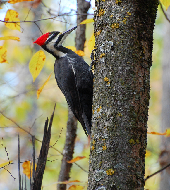 [Pileated Woodpecker]