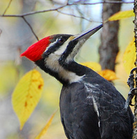 [Pileated Woodpecker]