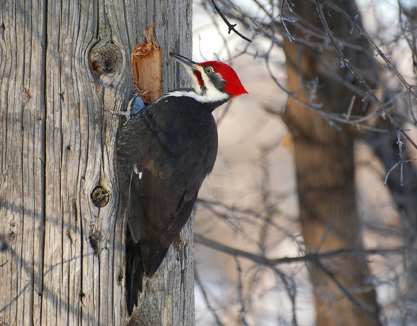 [Pileated Woodpecker]