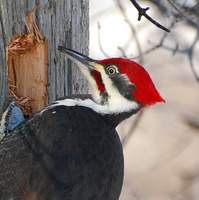 [Pileated Woodpecker]