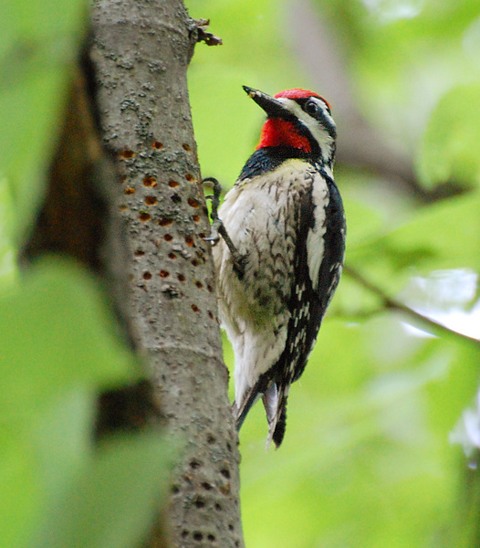 [Yellow-Bellied Sapsucker]