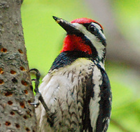 [Yellow-Bellied Sapsucker]