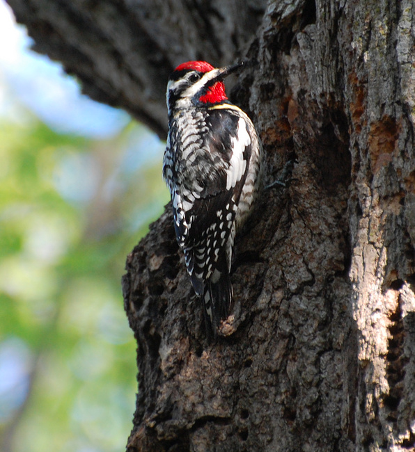 [Yellow-Bellied Sapsucker]