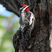 [Yellow-Bellied Sapsucker]