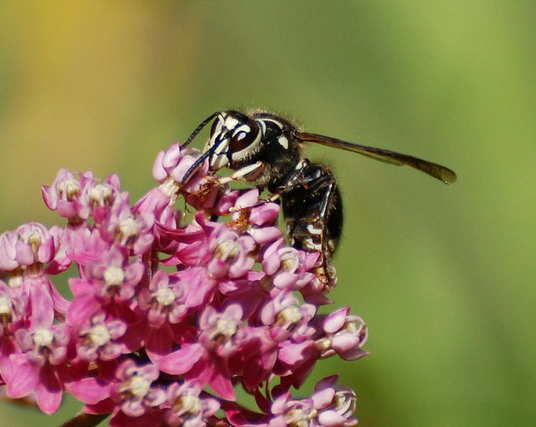 [Bald-Faced Hornet]