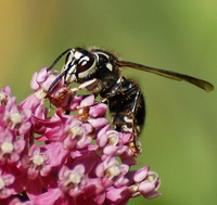 [Bald-Faced Hornet]