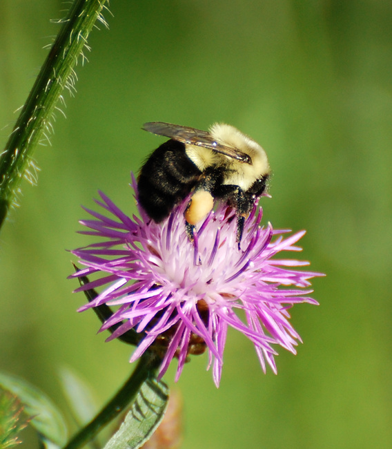 [Bee In Knapweed]