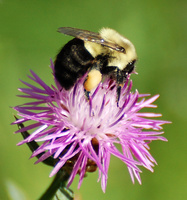 [Bee In Knapweed]