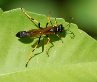 [Black And Yellow Mud Dauber]