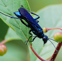 [Blue Mud Dauber]