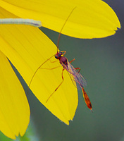 [Ichneumon Wasp]