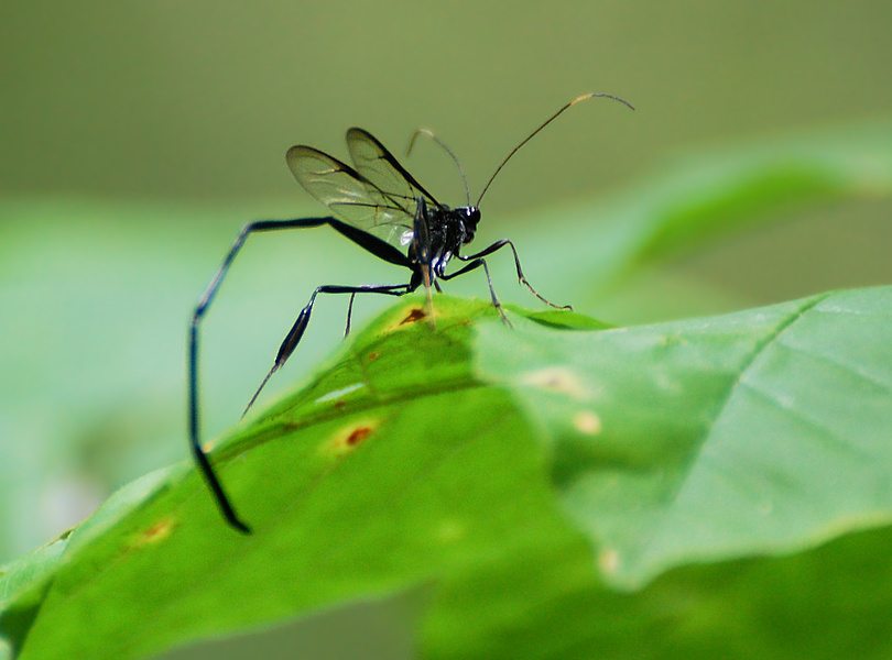 [Pelecinid Wasp]