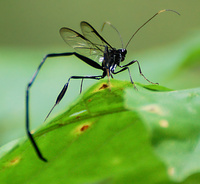 [Pelecinid Wasp]
