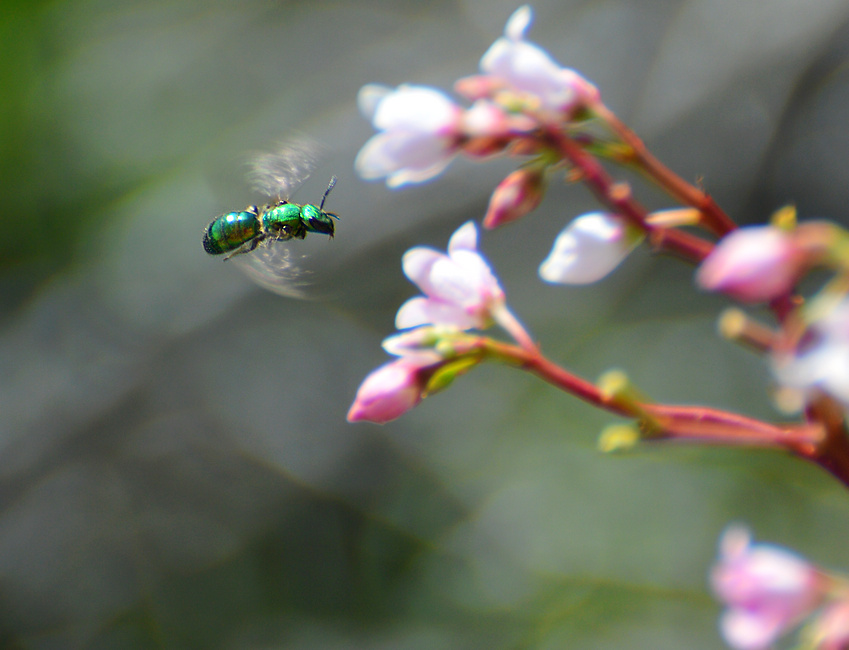 [Sweat Bee]