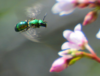 [Sweat Bee]