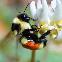 [Tricolored Bumblebee]