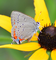[Acadian Hairstreak]