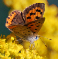 [American Copper]
