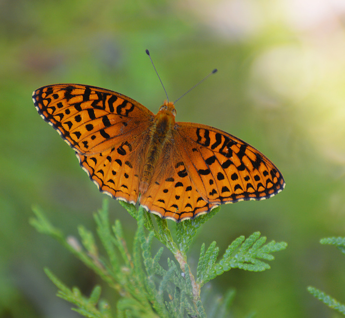 [Aphrodite Fritillary]