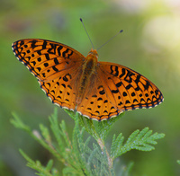 [Aphrodite Fritillary]