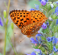 [Aphrodite Fritillary]