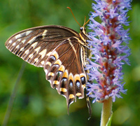 [Black Swallowtail]