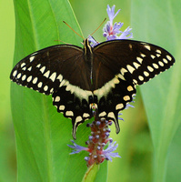[Black Swallowtail]