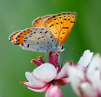 [Bronze Copper]