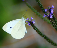 [Butterfly In Blue Vervain]