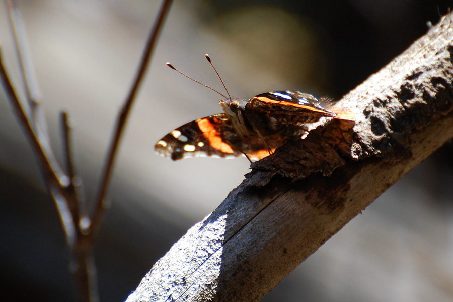 [Catching Rays]