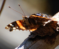 [Catching Rays]