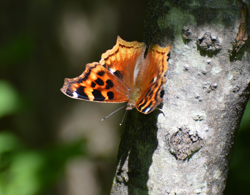 [Compton Tortoiseshell]