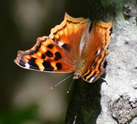 [Compton Tortoiseshell]