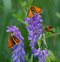 [European Skippers]