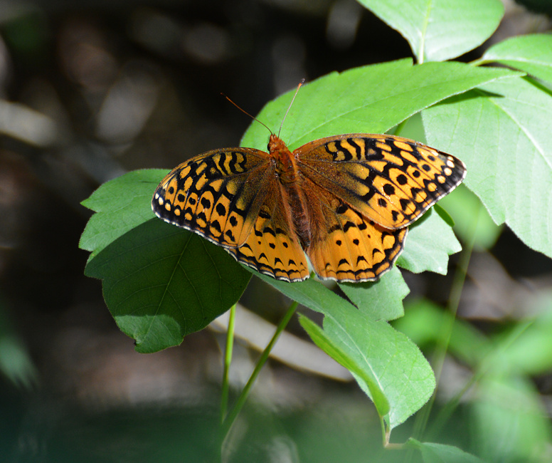[Great Spangled Fritillary]