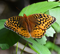 [Great Spangled Fritillary]