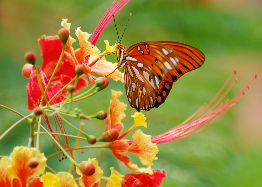[Gulf Fritillary]