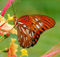 [Gulf Fritillary]