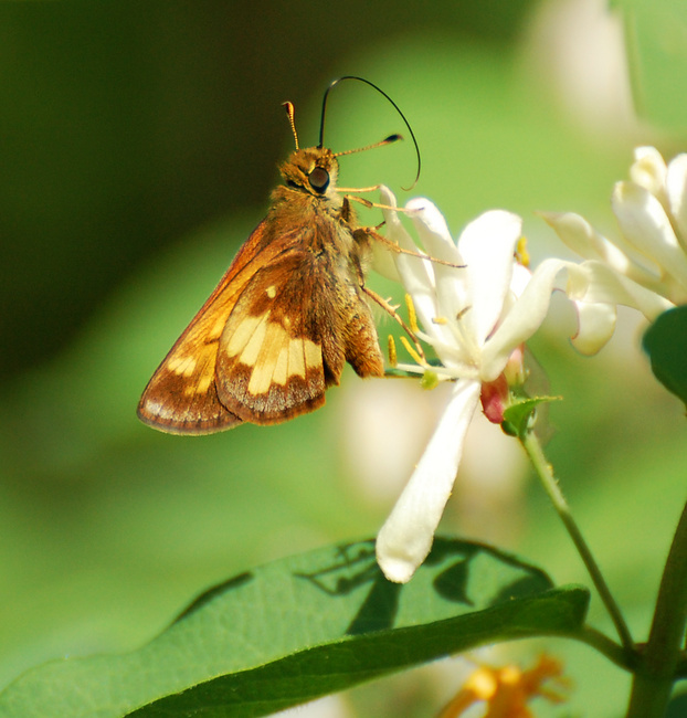 [Hobomok Skipper]
