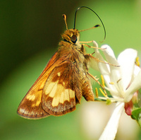 [Hobomok Skipper]