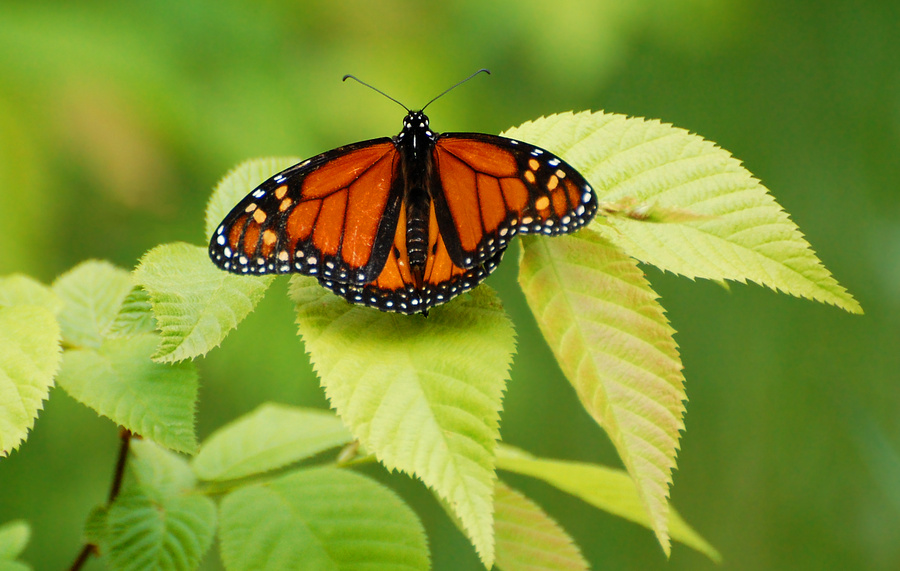 [King Of Butterflies]