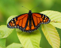 [King Of Butterflies]