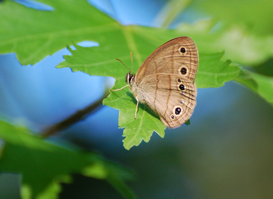 [Little Wood Satyr]