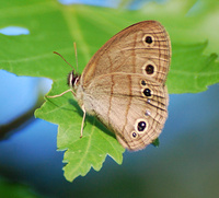 [Little Wood Satyr]