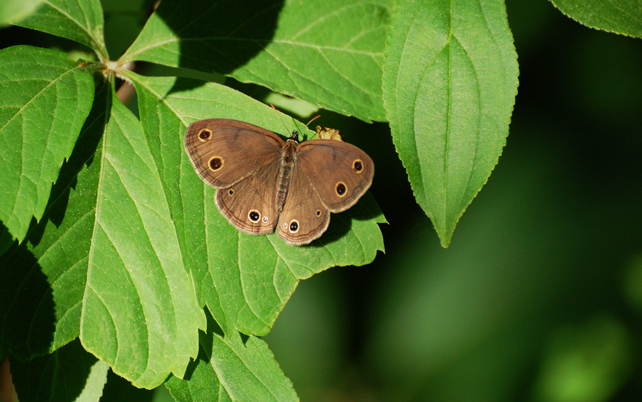 [Little Wood Satyr]