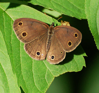 [Little Wood Satyr]