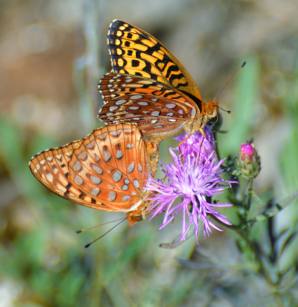 [Mating Aphrodite Fritillaries]