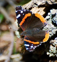 [Red Admiral]