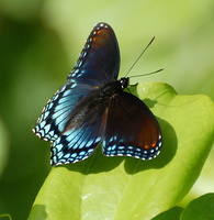 [Red-Spotted Purple]